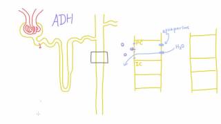 How does Antidiuretic Hormone ADH work [upl. by Vial207]