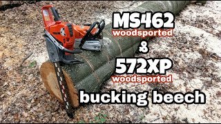 Stihl MS 462 ported vs Husqvarna 572xp ported bucking beech [upl. by Asirahc597]