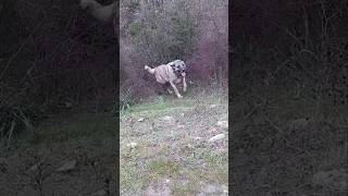 Efsane Köpek l VURGUN kangal vurgun shorts mehmetalikurt hepsigerçek [upl. by Shaff845]