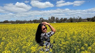 Canola Fields in Full Bloom  York WA 🇦🇺  ShangeeTravels  Spring 2024 [upl. by Alma947]