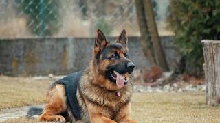 German Shepherd Dogs  Everything You Need To Know [upl. by Eolhc246]