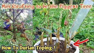 Grafting Plants Durian Mini Grafting to Be The Biggest Tree  SAMBUNG BONGGOL DURIAN [upl. by Killion949]