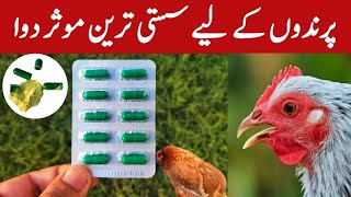 Doxycycline Capsules for Chickens  Use of Doxycycline in Backyard Poultry  Dr ARSHAD [upl. by Noled]