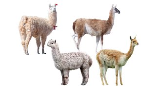 4 Species of Llamas  Family Camelidae Genus Lama [upl. by Kraul]