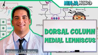 Ascending Tracts  Dorsal Column Medial Lemniscus Pathway [upl. by Wey]