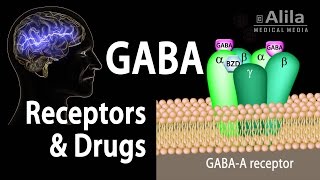 Neuroscience Basics GABA Receptors and GABA Drugs Animation [upl. by Amaso]