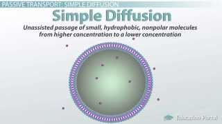 Passive Transport in Cells Simple and Facilitated Diffusion and Osmosis [upl. by Liban]