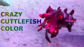 How Cuttlefish and Octopus Change Their Color [upl. by Arella]