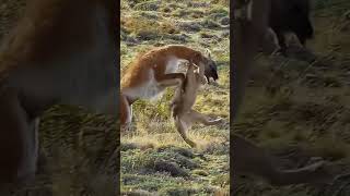 Mountain Showdown Cougars Intense Hunt [upl. by Harv]