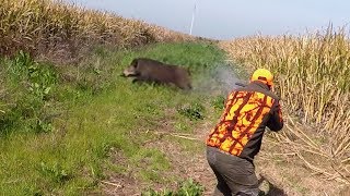 Chasse Aux Sangliers  Superbe Battue Aux Sangliers 2019 [upl. by Noelyn667]