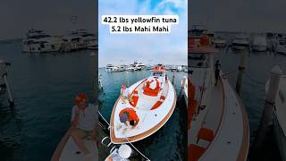 Hell in a bucket 55’ Valhalla weighed a 422 lbs yellowfin tuna and 52 lbs Mahi Mahi [upl. by Ardine]