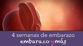 4 semanas de embarazo  Primer mes  EMBARAZOYMAS [upl. by Enomys]