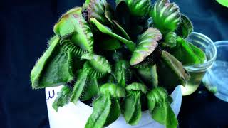 PlantB13 Cephalotus follicularis Bubble Giant  biweekly maintenance – 10624 [upl. by Markus]