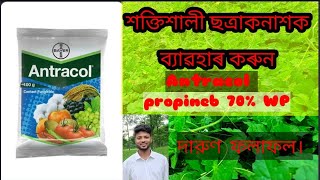 এন্টাকল সম্পর্কে বিস্তারিত তথ্য যেনে নিন। Bayer Antracol fungicide  propineb 70 WP propineb [upl. by Nyhagen331]