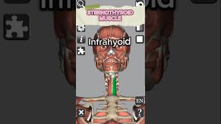 Anatomy  Sternothyroid muscle medical 3d anatomy head neck muscles education shorts [upl. by Eatnoj]