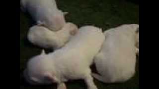 Maltese puppies 2 weeks old [upl. by Nixie]