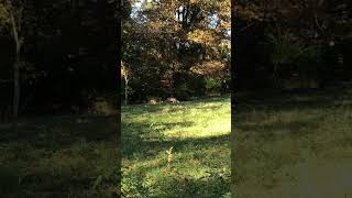 October 27 2024  shorts deer fall [upl. by Sherie]