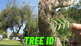 How to Identify Trees Like a Pro Schinus Molle California Pepper [upl. by Eirehc]