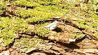 Baby Grey Wagtail  Bergeronnette des ruisseaux [upl. by Mcevoy466]