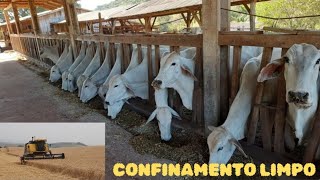 CONFINAMENTO de BOI LIMPO E segue a COLHEITA DO TRIGO 🤠🌾 [upl. by Iorgo]