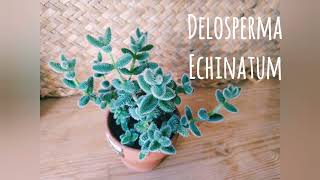 Delosperma Echinatum [upl. by Keith]