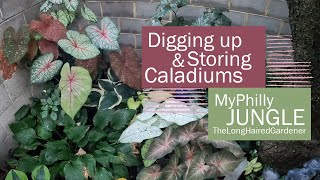 Digging amp Storing Caladiums  Fall Garden Prep  Urban gardening [upl. by Nancey888]