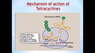 Lecture 9 Protein Synthesis Inhibitors [upl. by Aisitel]