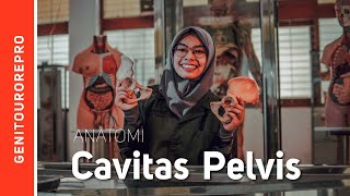 Cavitas Pelvis [upl. by Maynard]