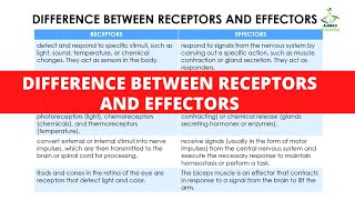 DIFFERENCE BETWEEN RECEPTORS AND EFFECTORS  Nervous System  Coordination and Control [upl. by Azeel]