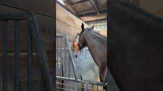 Standardbred horse playing with the new toys from Chicks [upl. by Dilaw154]