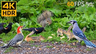 Cat TV for Cats to Watch 😺 Nonstop Chipmunks Birds Squirrels 🐿 8 Hours 4K HDR 60FPS [upl. by Namruht73]