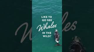 Want to go see whales in the wild Great call [upl. by Ijok]