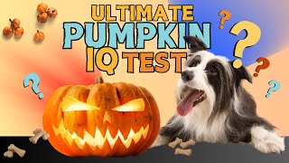 Can Your Dog Pass the Ultimate Pumpkin IQ Test [upl. by Aicirtac]