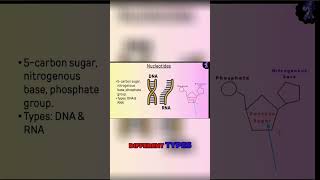 Decoding the DNA Structure Understanding Nucleotide Components [upl. by Ainivad]