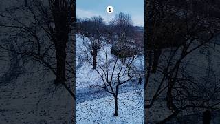 Timelapse Tree Through the Seasons viral shorts short [upl. by Athene]