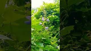 Medicine Plants 💊 🌱 homemade youtubeshorts gardening houseplants garden medicine remedy [upl. by Laiceps]