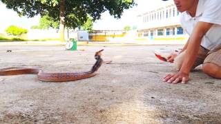 Cận cảnh rắn hổ ngựa review the radiated rat snakes [upl. by Imak844]