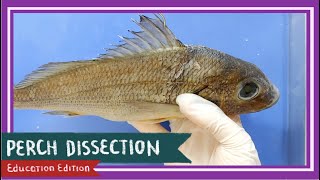 Perch Bony Fish Dissection  Teach A Man To Fish EDU [upl. by Eipper]