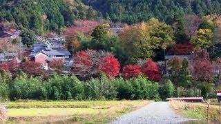 京都 紅葉 大原の道で Ōhara district in autumn Kyoto201111 [upl. by Vandyke]