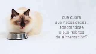 Alimentos húmedos para gatos  Royal Canin Nutrición [upl. by Aisela237]