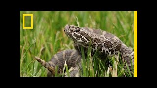 A Mysterious Fungus Is Killing Rattlesnakes  National Geographic [upl. by Herta]