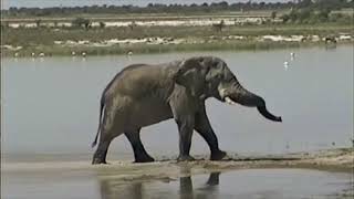 Elephants in Etosha [upl. by Ecertak]