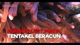 Mengenal Anemon Laut [upl. by Irelav]