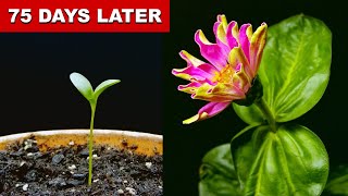 EPIC Zinnia Flower Time Lapse  75 Days In 1 Minute [upl. by Leiuqeze]