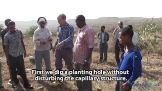 Planting trees in Ethiopian with 90 less water no irrigation and no energy [upl. by Orpah]