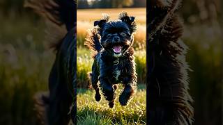 Facts about Affenpinscher Dog dog doglover doglovers doglove pets petlover [upl. by Ninnahc]