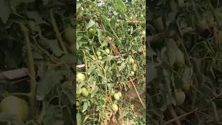 Tomato Grafting Techniques garden shortsvideo [upl. by Noda]