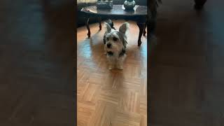 Yorkshire terrier barking [upl. by Atteloj]