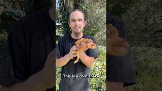 The Corn Snake Pantherophis guttatus 🙌🏼🐍🌎 wildlife nature education animals snake facts [upl. by Born255]