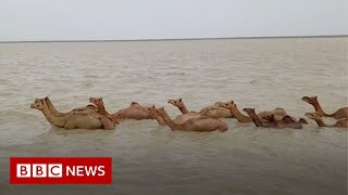 The rare Indian swimming camels under threat  BBC News [upl. by Enelyak824]